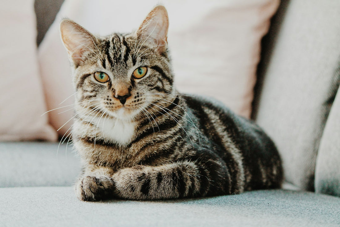 Cat staring out of a window, tail twitching