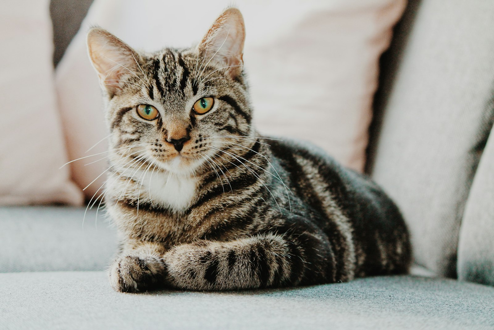 Cat staring out of a window, tail twitching